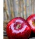 Саженец яблони "Розела" Саженец яблони "Розела"